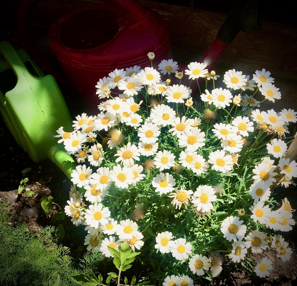 marguerite